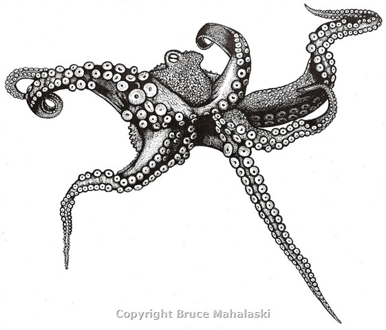 039 - Octopus Picture